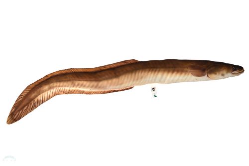 HALASPÁRNA ANGOLNA 115CM
